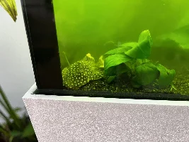 Sick pleco / bacterial bloom