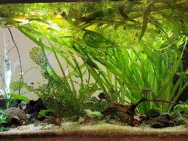 Kuhli loaches with shrimp?