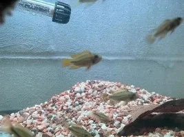 Golden Rams & Cockatoo Apistos - Central Illinois