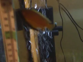 What type of Gourami is this?