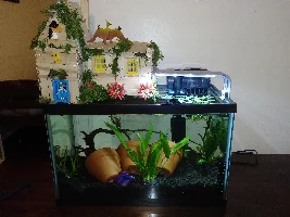 Built popcicle house for my betta tank.