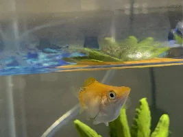 What’s on my Molly fish?