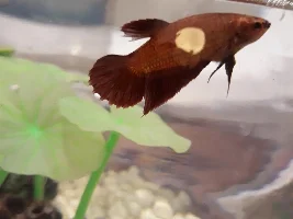 Betta Constipation? Age?