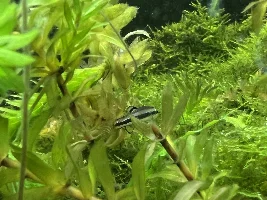 Fish ID: hitchhiker