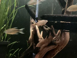 Silvertip tetra with bulging eyes