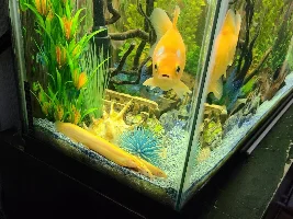 Golden dojo