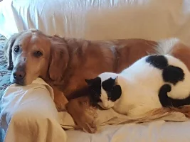 Coming soon - Pet of the Month featuring "Pet Pals"