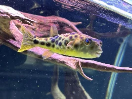New Cross river Puffer