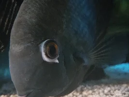 New here and need help ID illness