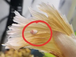 Large Tumor Like Bumps on Betta