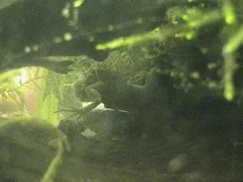 frog butt