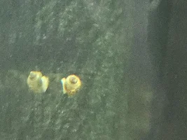 Can anyone identify these?