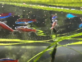 Unknown white fuzz on Cardinal Tetra