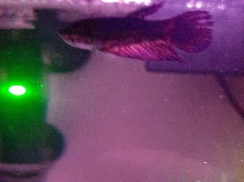 Fin Rot?