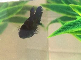 Betta Disease Identification Help???