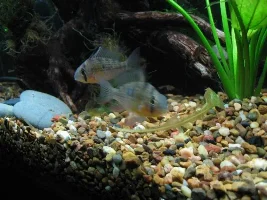My First Aquarium