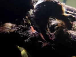 20 gallon long betta tank