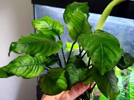 Submersed Anubias hastifolia and frazeri?