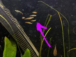 Bendy spine White Cloud Mountain Minnow