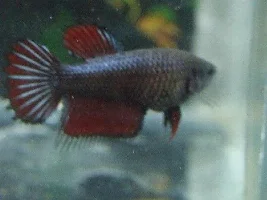 Kgbettas Is Back