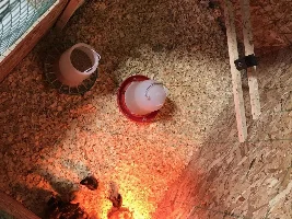 I am getting baby chickens!