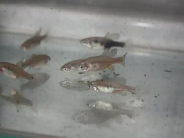 The Green Swordtail and other "wild" colors of livebearers.
