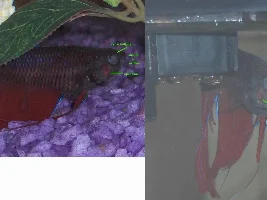 Sick Betta - Need Help