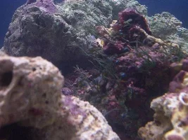 My 48g Fowlr Journey. 13 Months On...