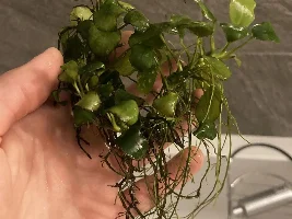 Anubias?