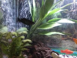 Is your tank planted, (apart from algae)?