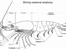 Do you have Cherry Shrimp?