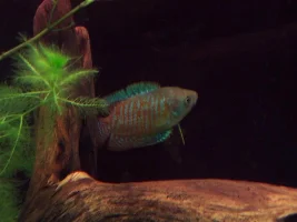 My Planted Aquarium!