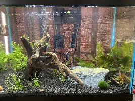 Should I get a co2 diffuser?