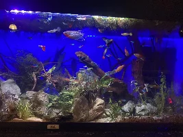Why are my guppies dying?