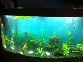 Upgraded Tank, New Fishes Needed