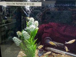 Rainbow fish !