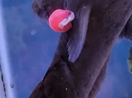 Cat Fish health problems