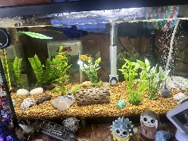 Adding substrate to an established tank?