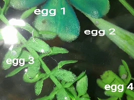 So Many Babies