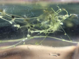 Mystery plant that is strange and very delicate