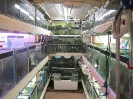 Some Of My Livebearer Tanks
