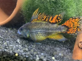Fish looks bloated, how do I treat?