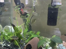Fish is getting too fat