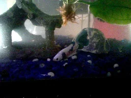 New betta! names needed.