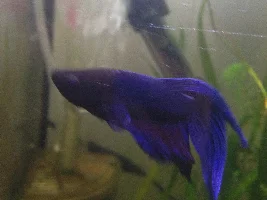 White rings around base of bettas eyes