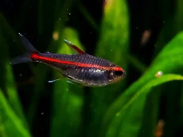 Hemigrammus Erythrozonus Spawning Journal