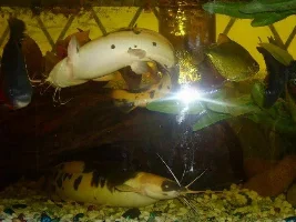 Are My Fish Too Big For My Tank?