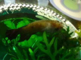 Help! Fish Dying!