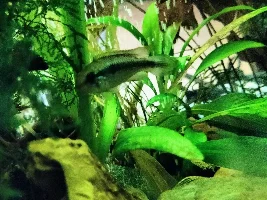 Sexing and species of apisto