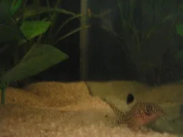 finally got fish